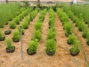 Native Plant Associates Nursery